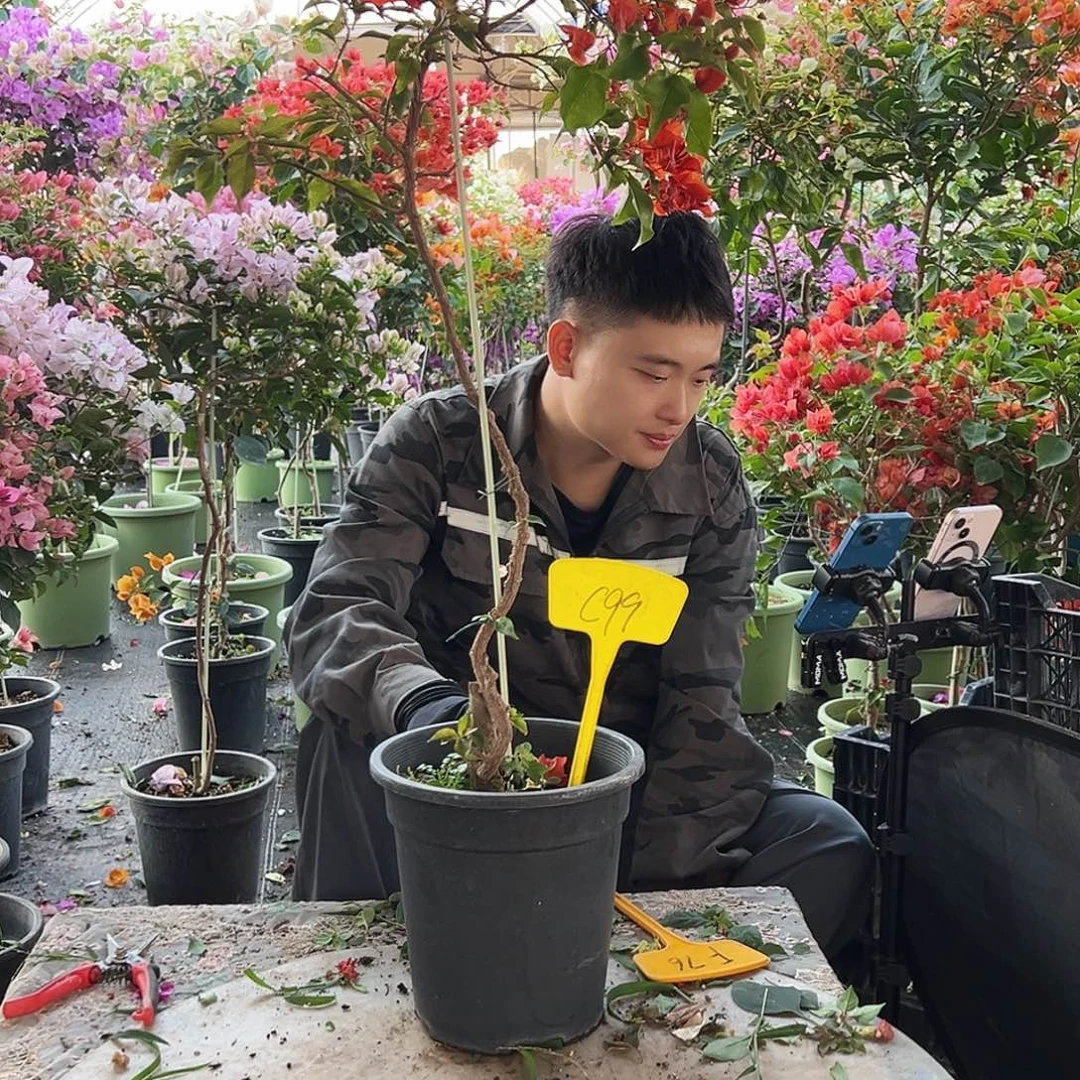 女****大部分花苞少量开放C99红桑巴