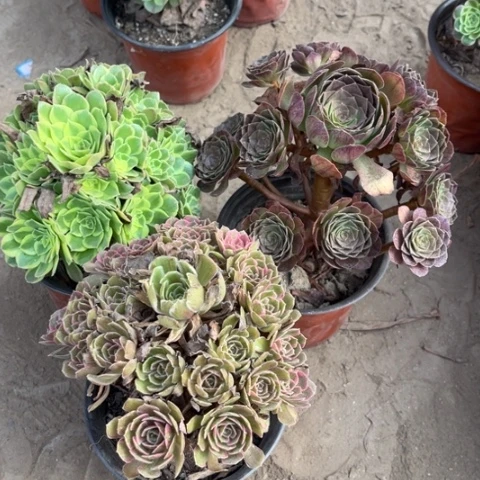 867多肉植物组合，