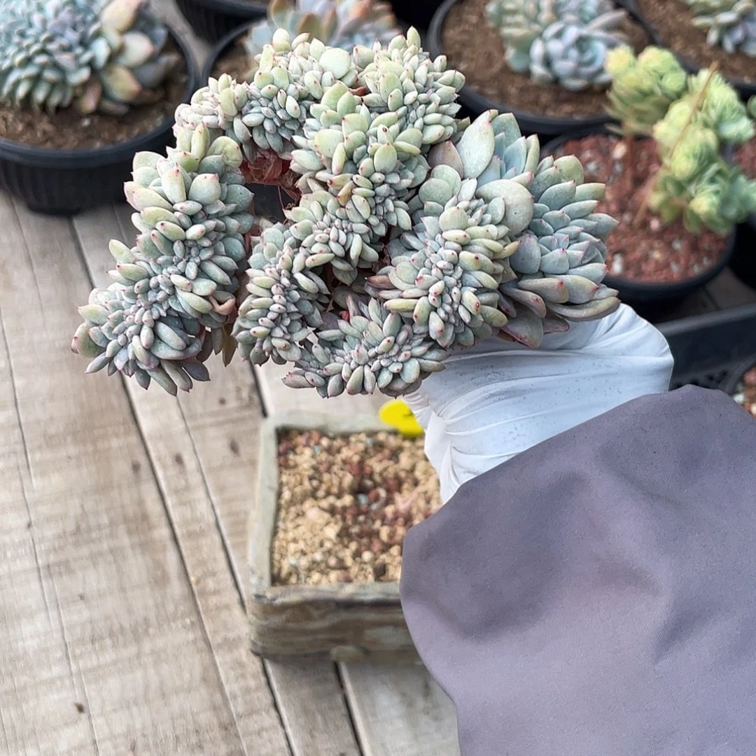 底切-星影漫天星盘龙缀化一个