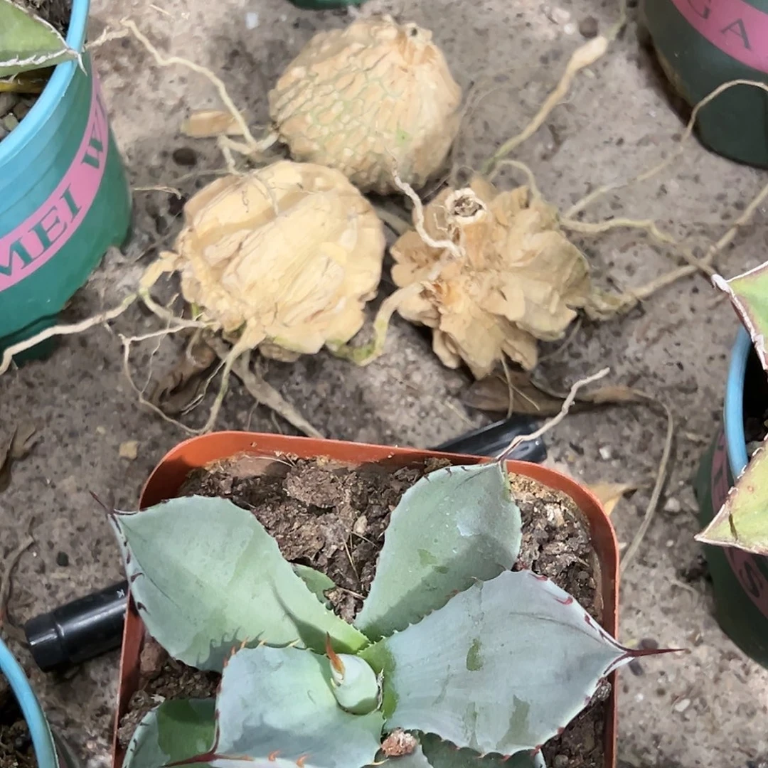 心**水实生龟甲罗摩块茎植物