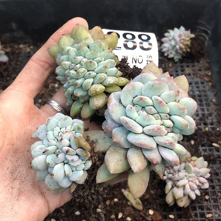 星影石榴籽福利出咯 288