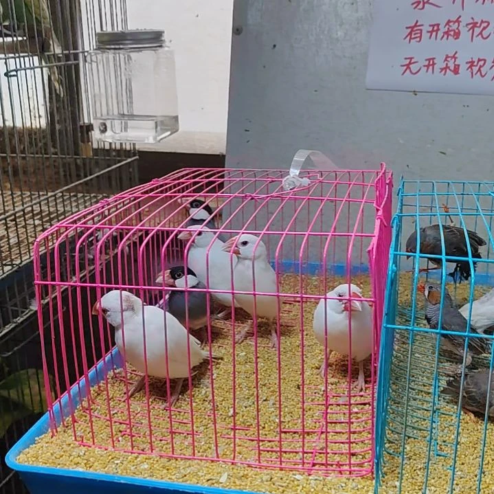 坚***叔文鸟特价文鸟断尾少毛爪子有瑕疵六只不包公母