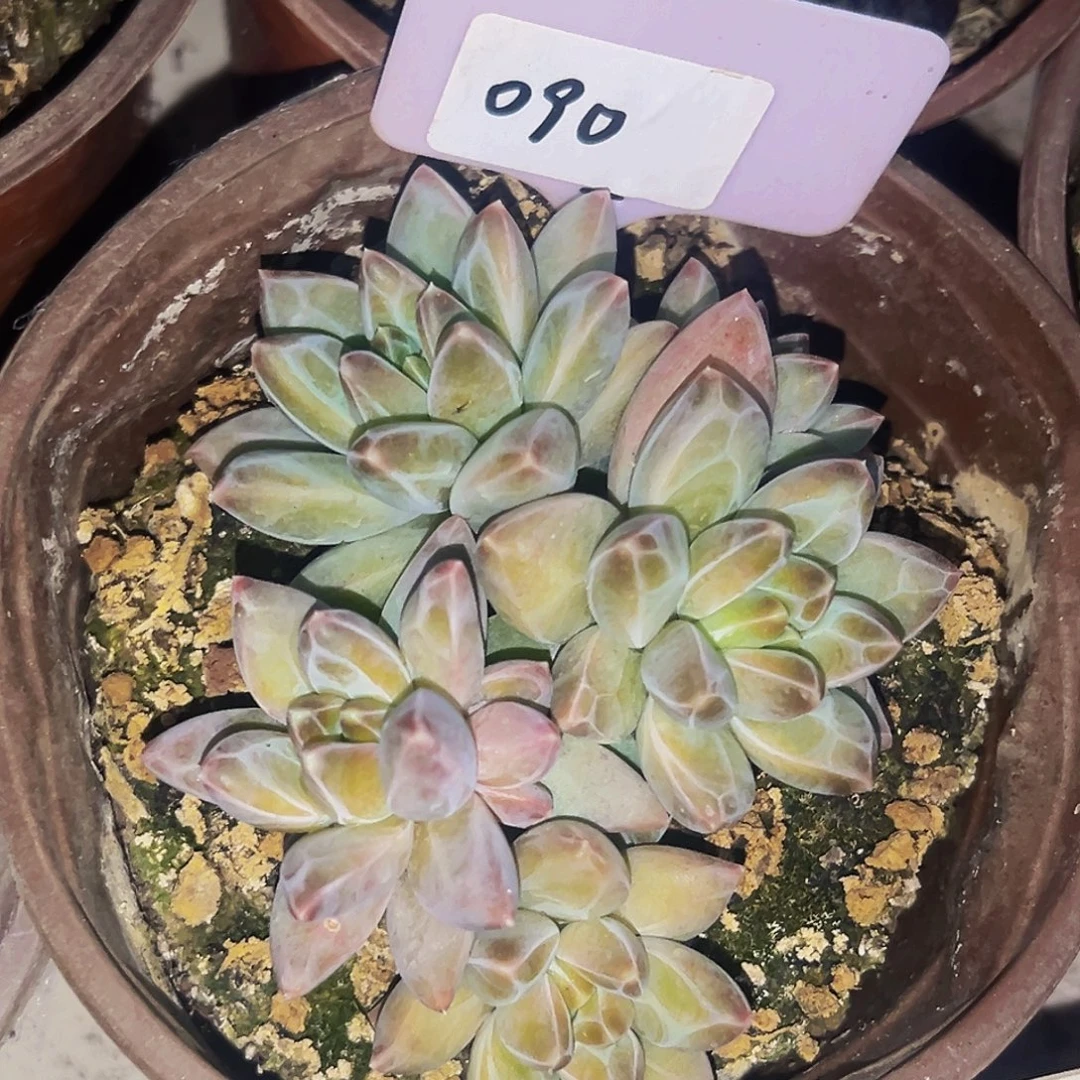 桔云多肉美人精品系列