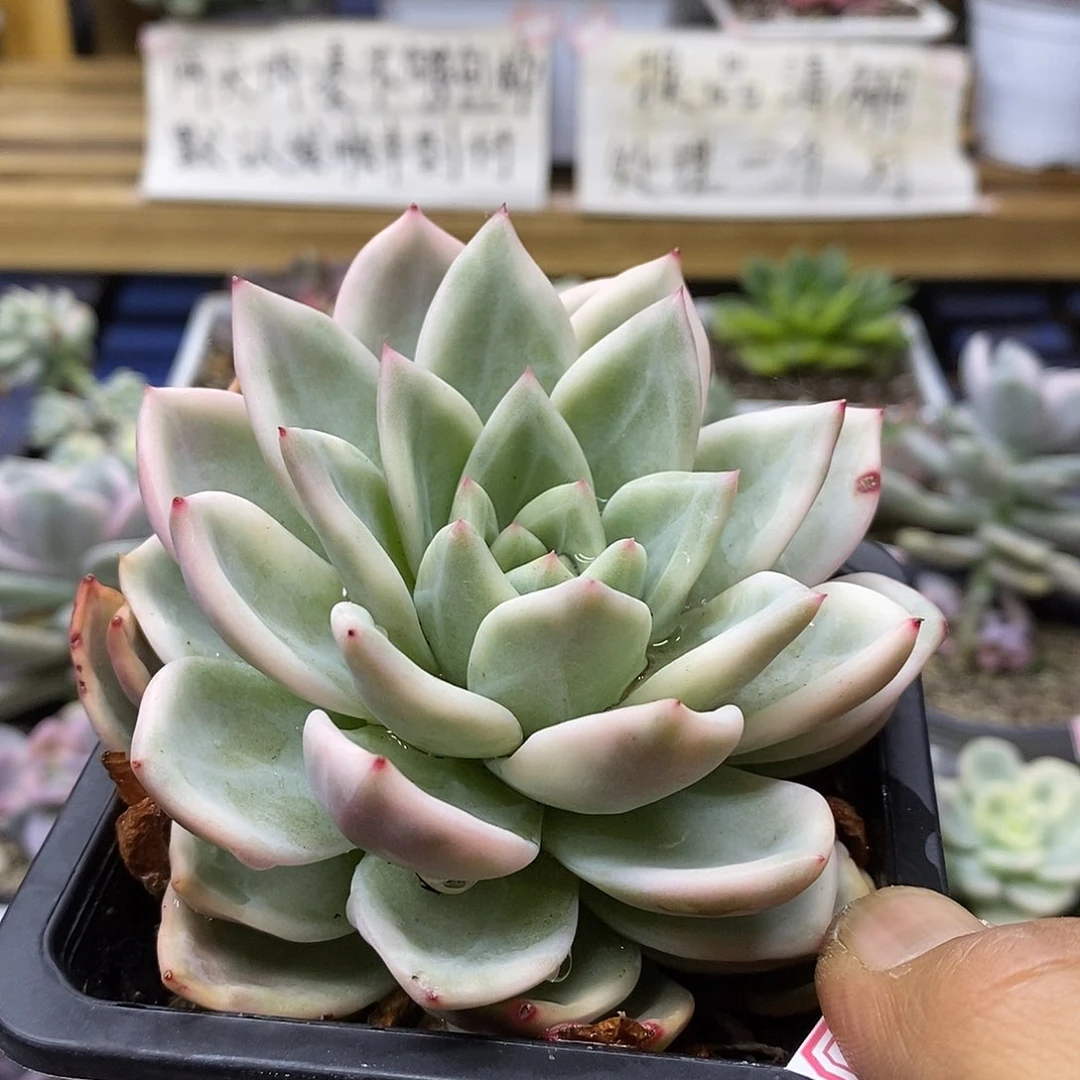30114 叠叶香槟覆轮锦