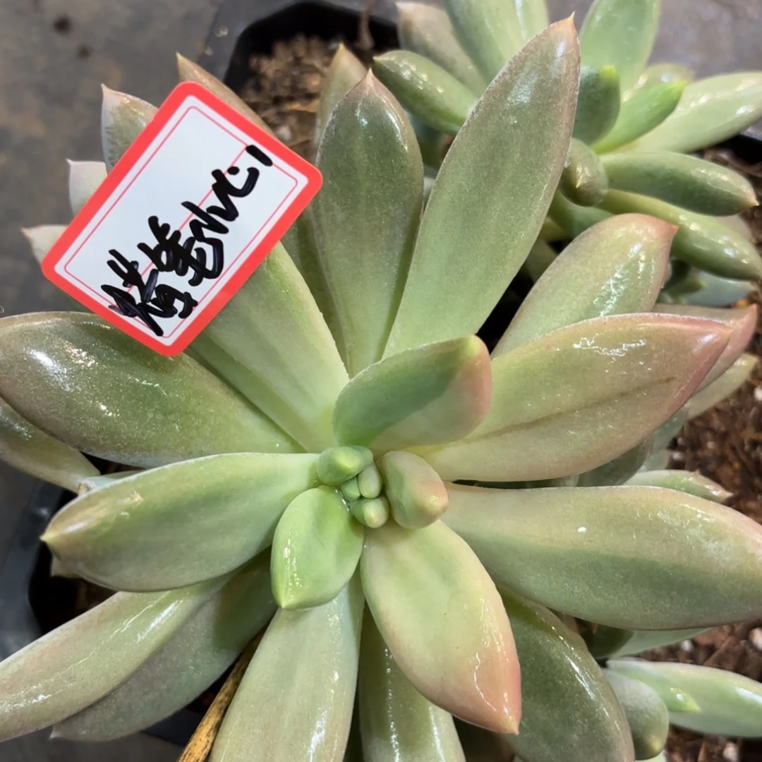 一***⁹哥特锦蜡笔小心专拍9.18