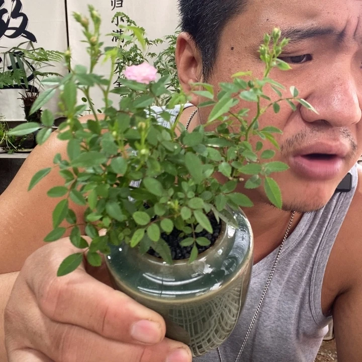 无花朵退款拉黑拉黑119