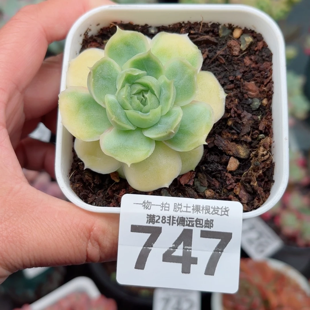 虾饺单头无盆土发货
