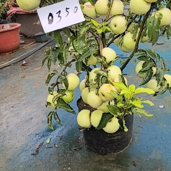 无花朵精品苹果盆景
