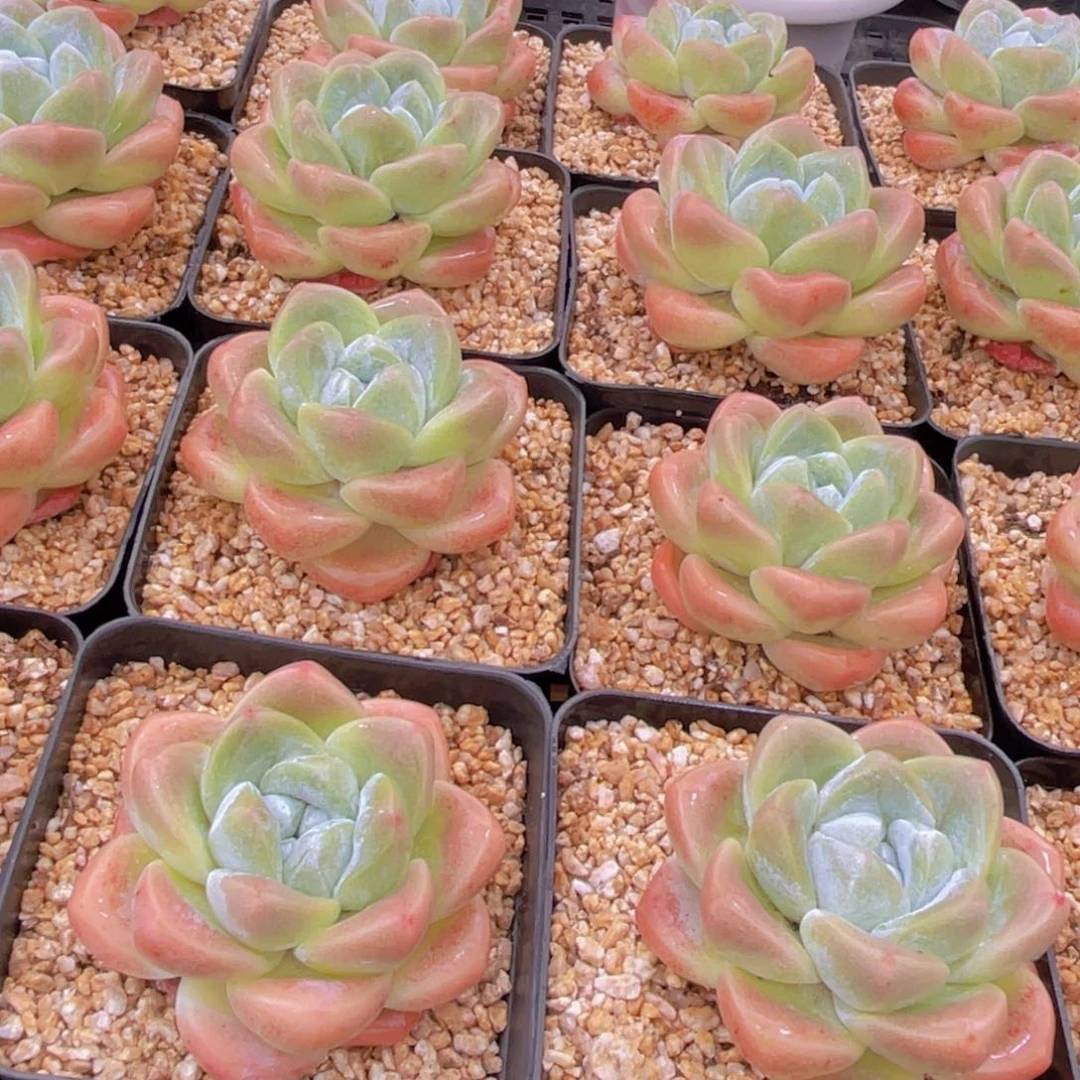 量拍2号 肥胖樱花钻石冰玉单头一个