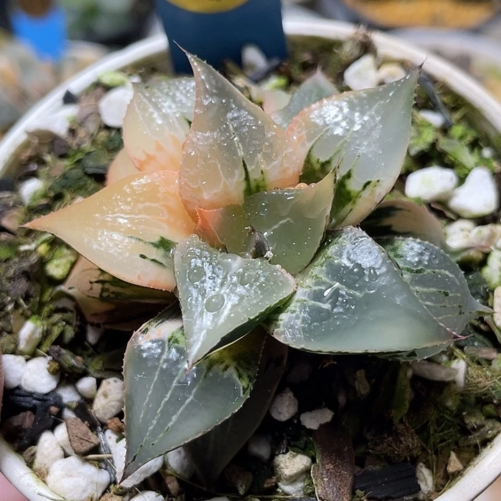 575酒吞锦亚成福利