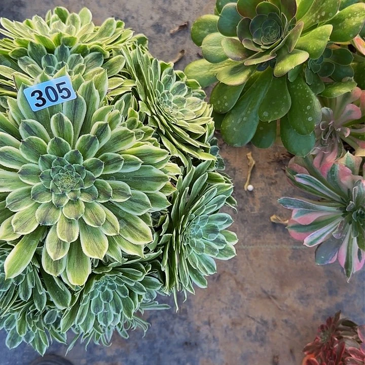 少****孩305碧浪法师多肉