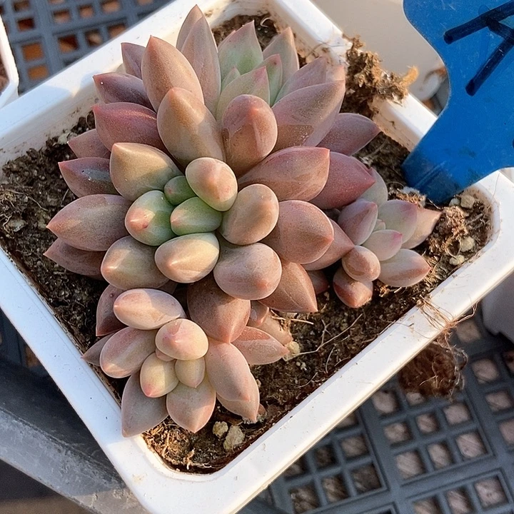 s***u多肉植物车厘子a7多肉