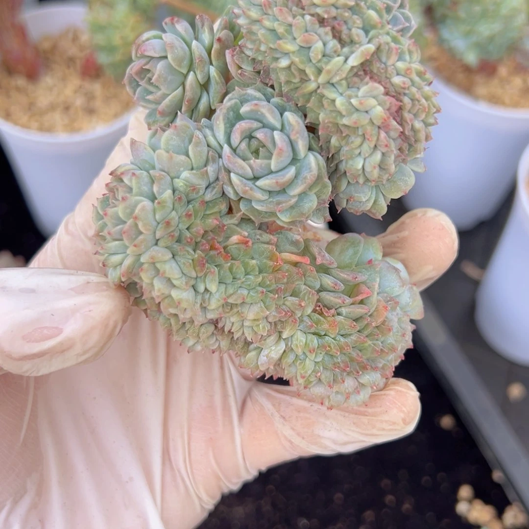 糯****?发根再发货 新年快乐