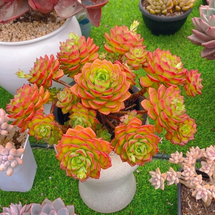 谢谢你的支持0000028.9