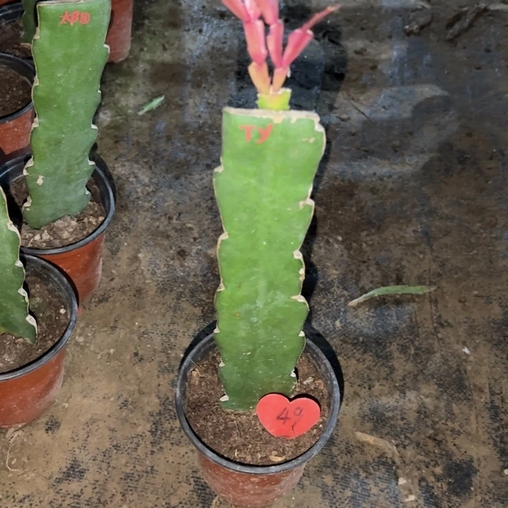 活***天当前无花栽培后可以开花太阳49