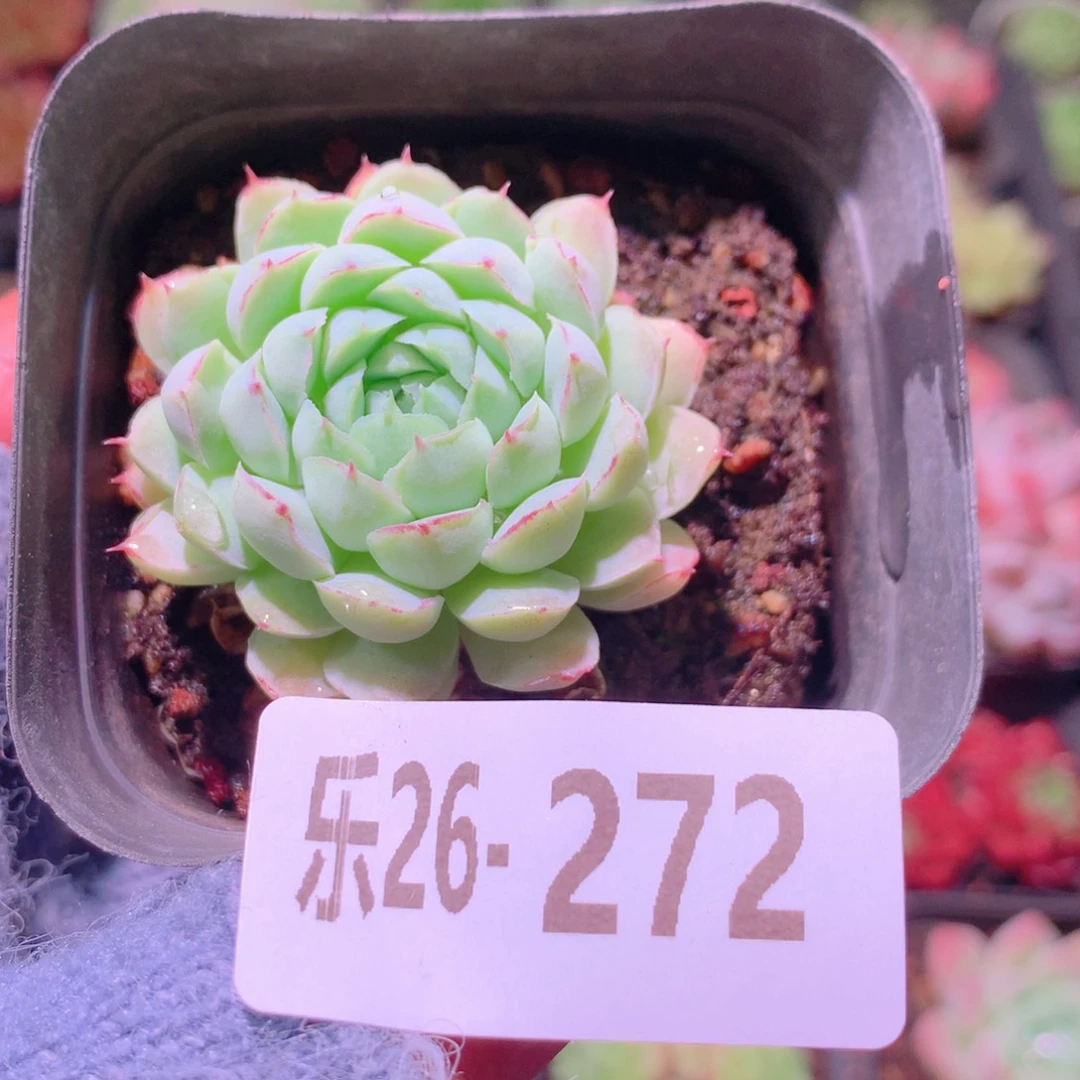 乐然26-272 羊脂球