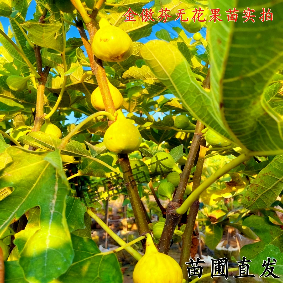 无花果树苗盆栽地栽南北方种植阳台庭院种植特大果波姬红芭劳奈