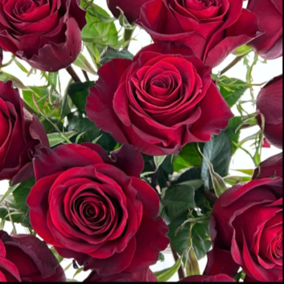 【红丝绒】露天红色大花抗病原盆原土阳台庭院地栽多季循环开