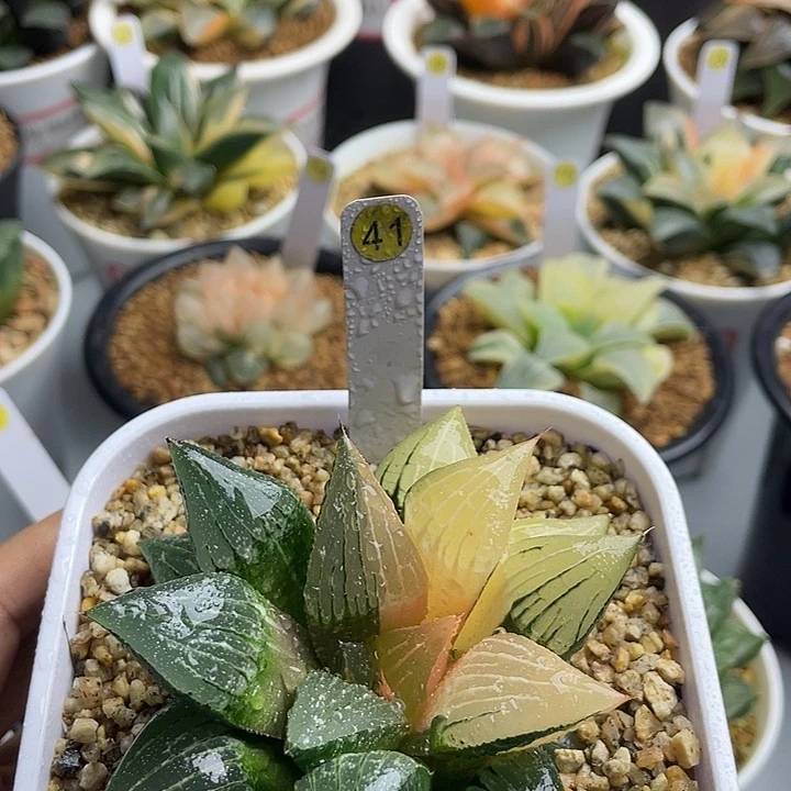 实生寿锦多肉植物花