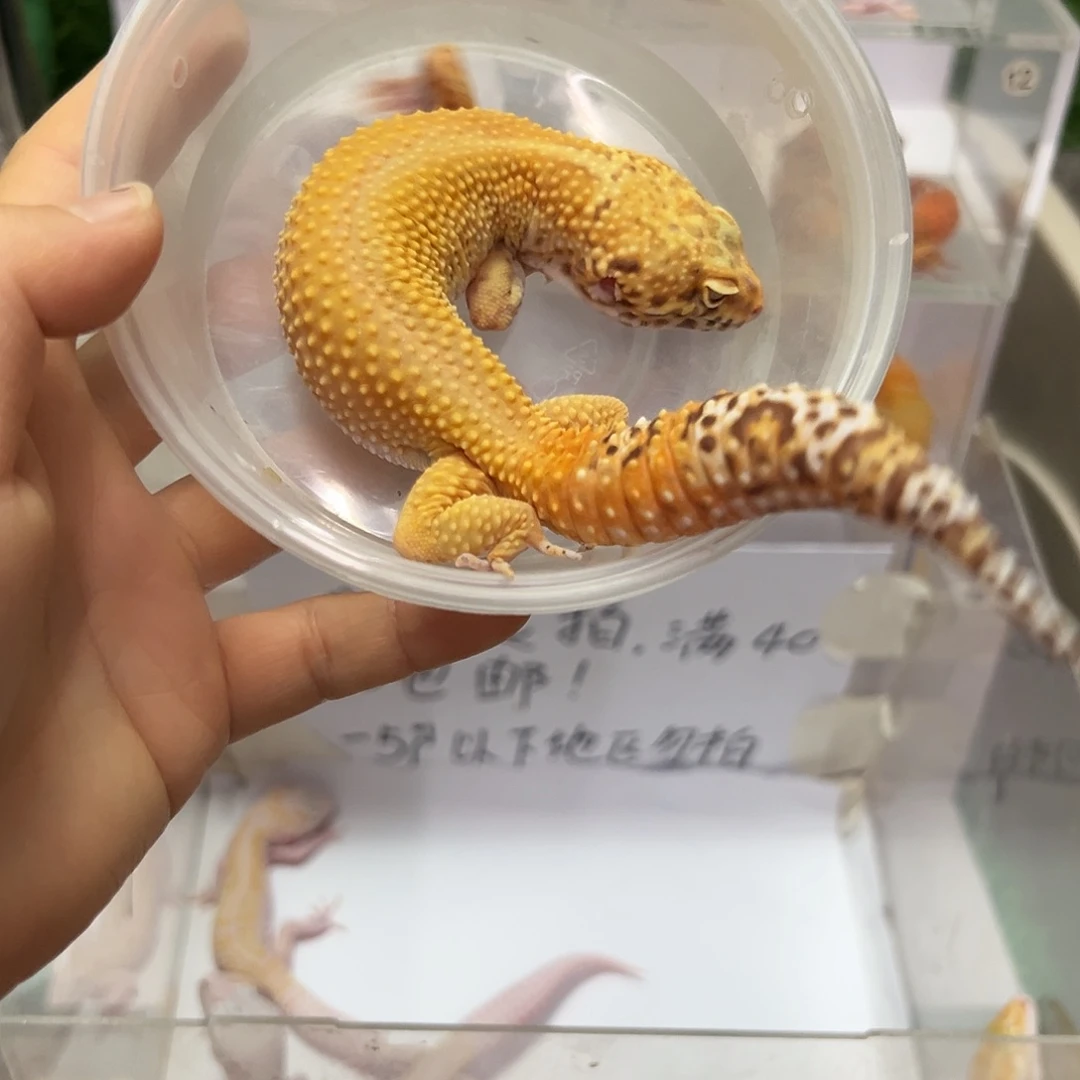 豹纹守宫豹纹守宫