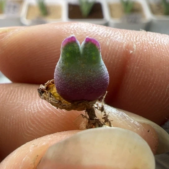 月*℡小个体福利985园艺猪蹄。    229。