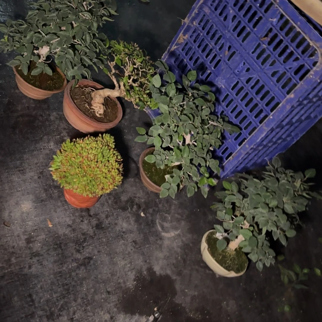 @****?马上放假5颗包邮顺丰