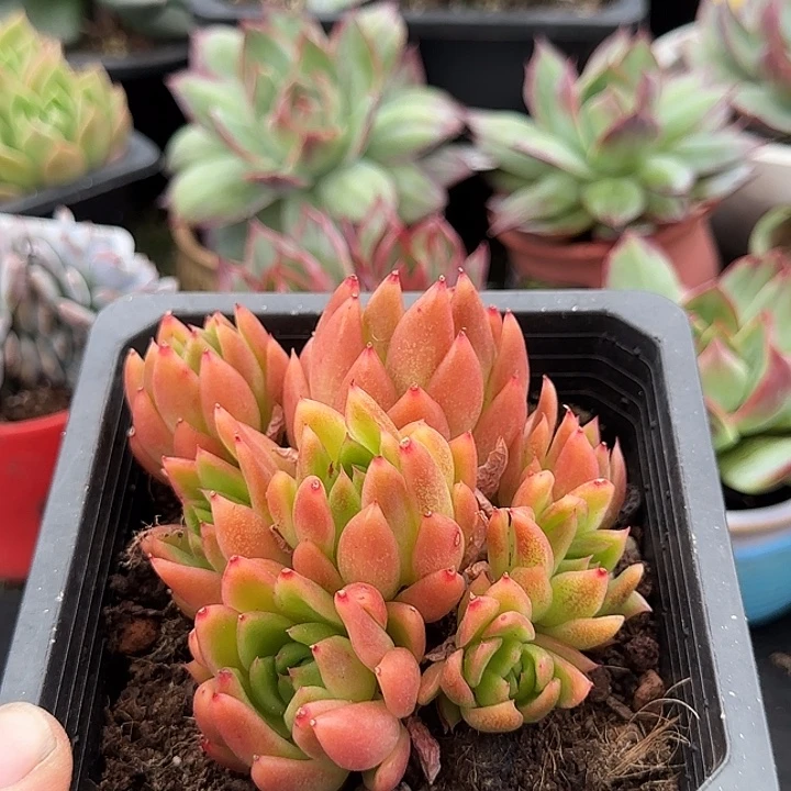 红东云多肉植物多肉