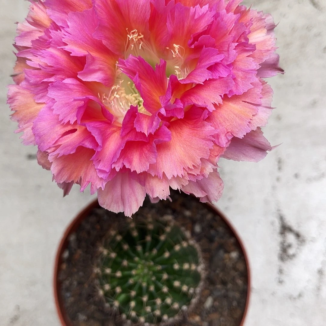 彩草2号羽毛5公分左右