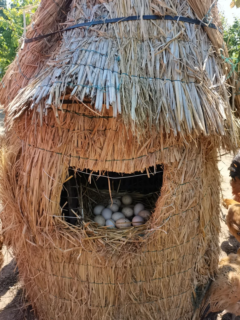 八里河乐浓生态散养土鸡蛋