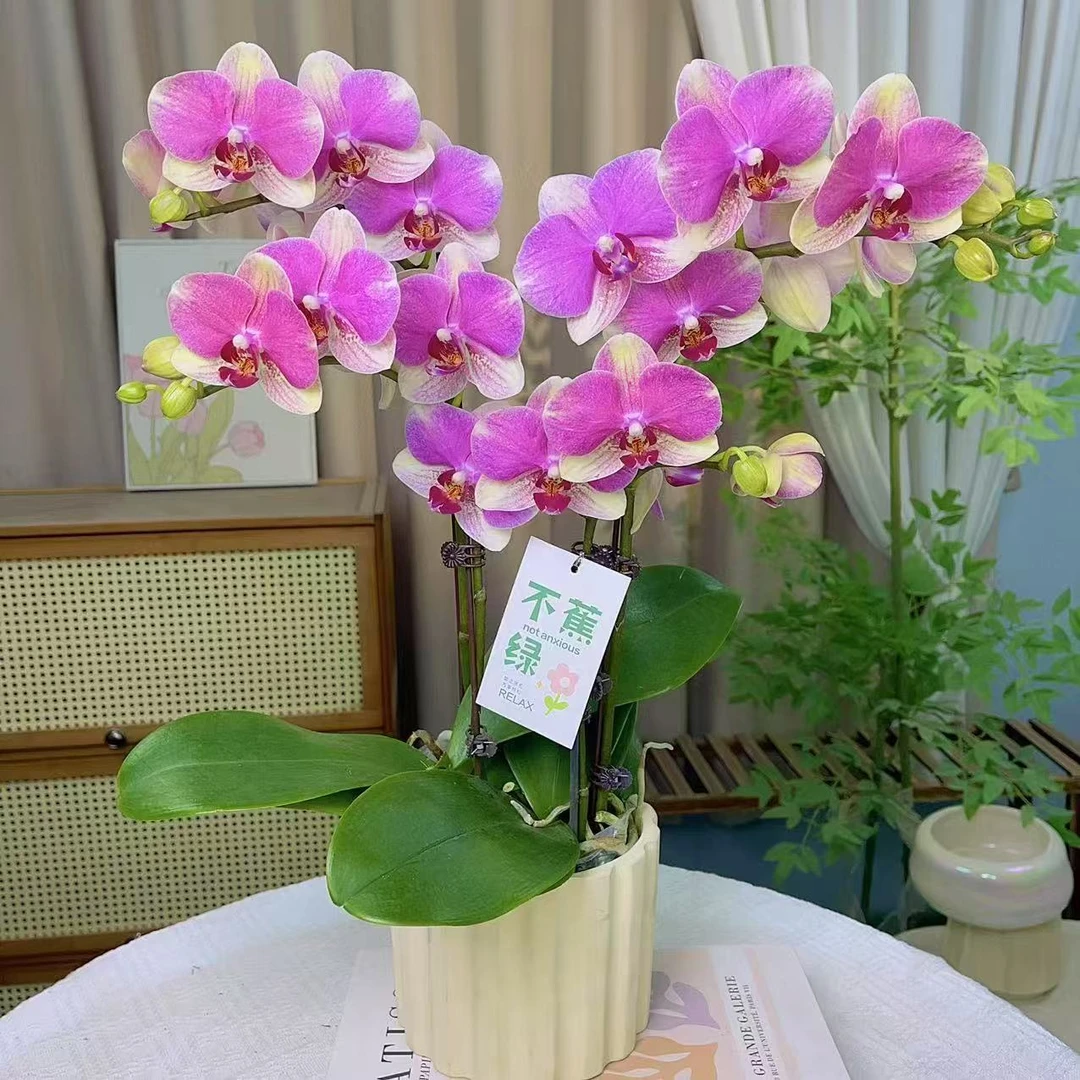 蝴蝶兰【多彩蜜桃】双花剑 室内花花 广州基地直发