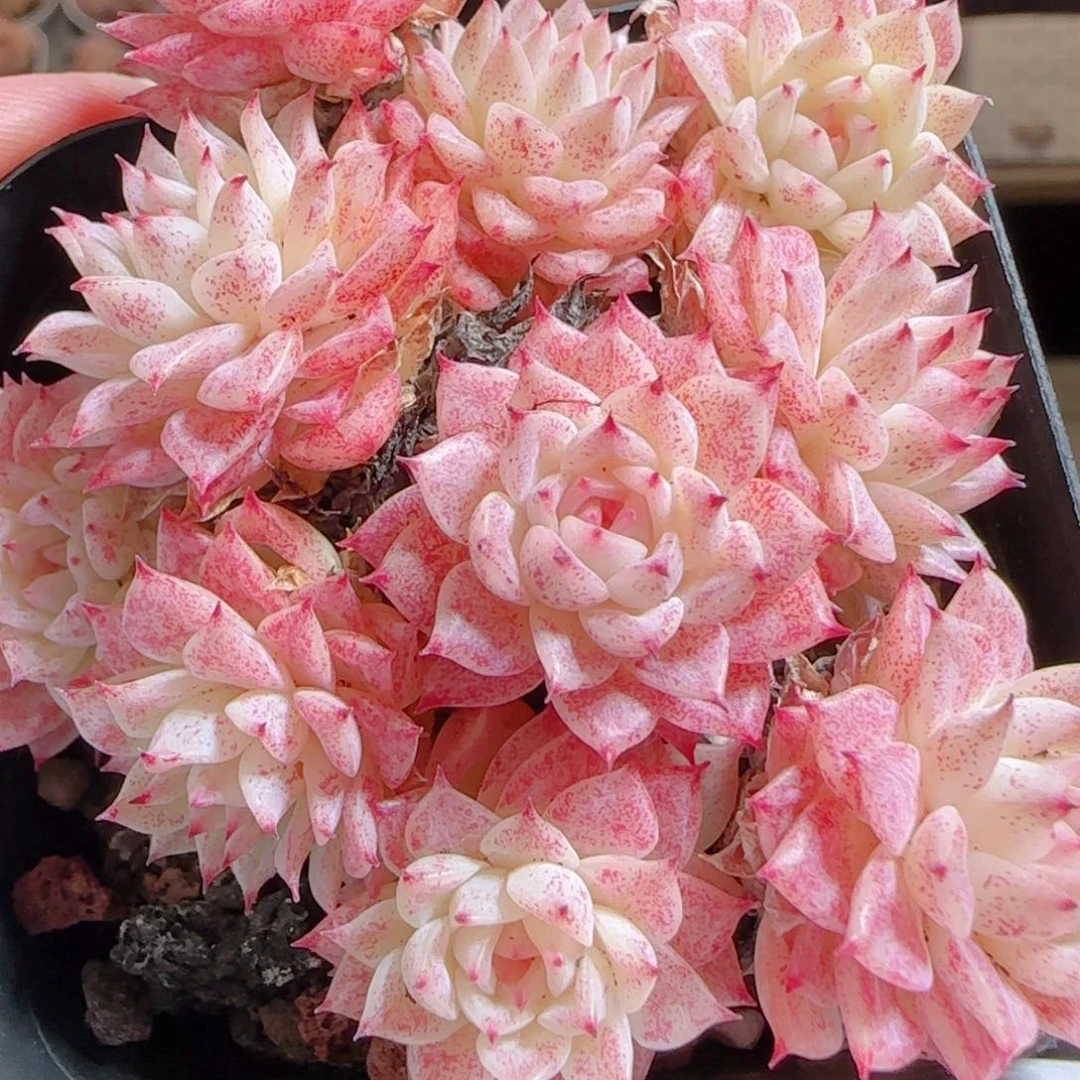 花语多肉0104-52魔仙散