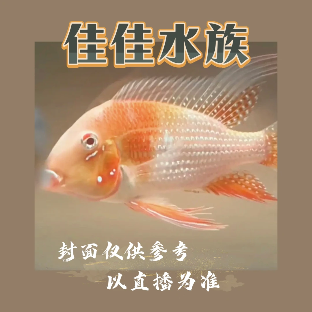 【食土鲷】白子关刀  红眼白子财神关刀 能给龙鱼当配鱼