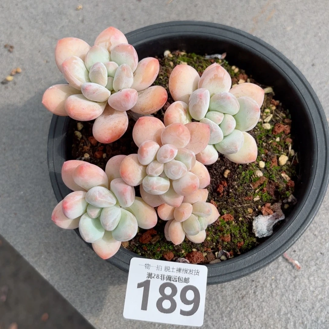 香水老桩无盆土发货