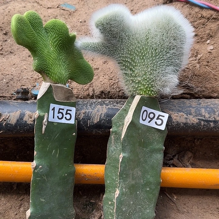 赵***帆无花朵清货九尾狐缀➕青蛇缀155.095