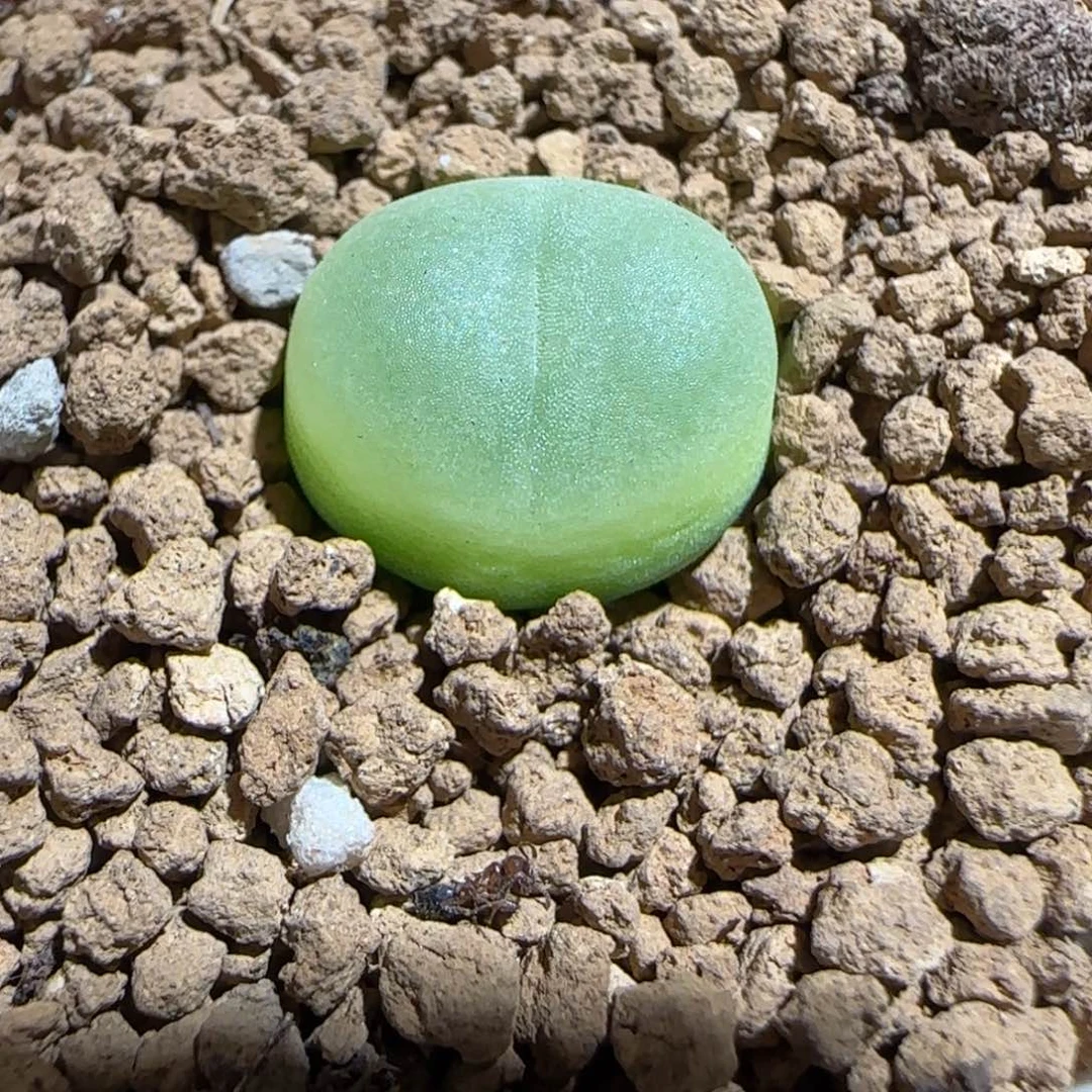 肉锥多肉植物组合-日式拉登1121