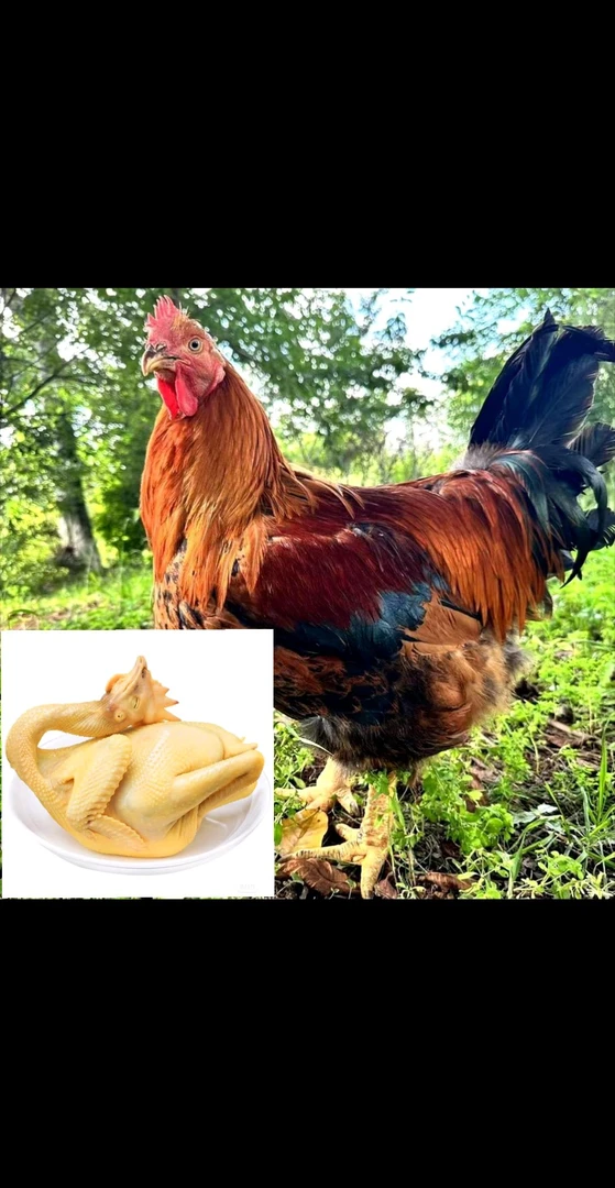 云南散养九斤红大脚阉鸡肉质鲜嫩