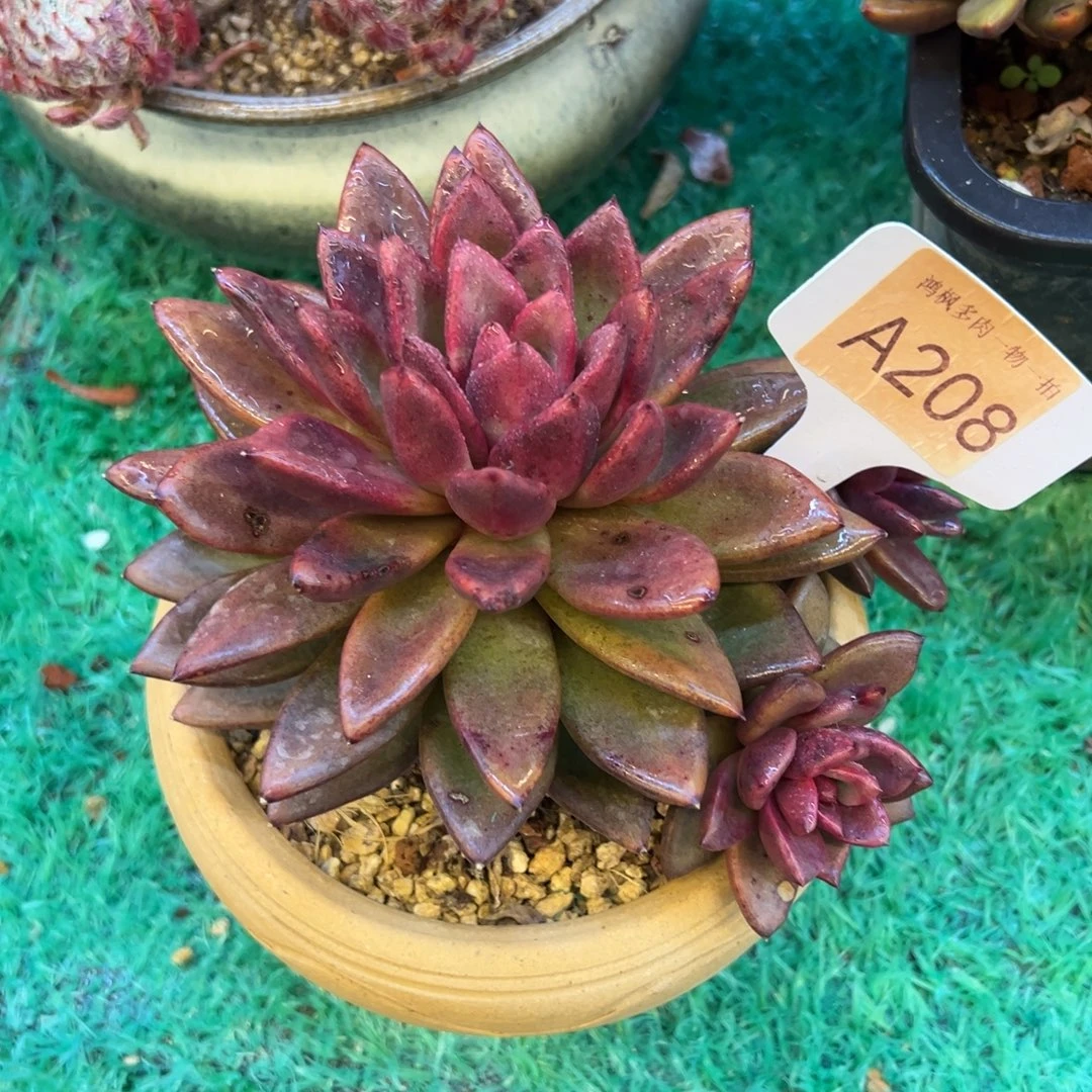 风培玫瑰，，，，，，，，，，，，