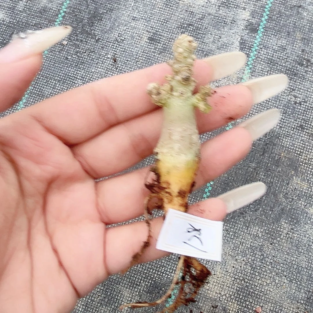 多肉植物普通巨流桑实生