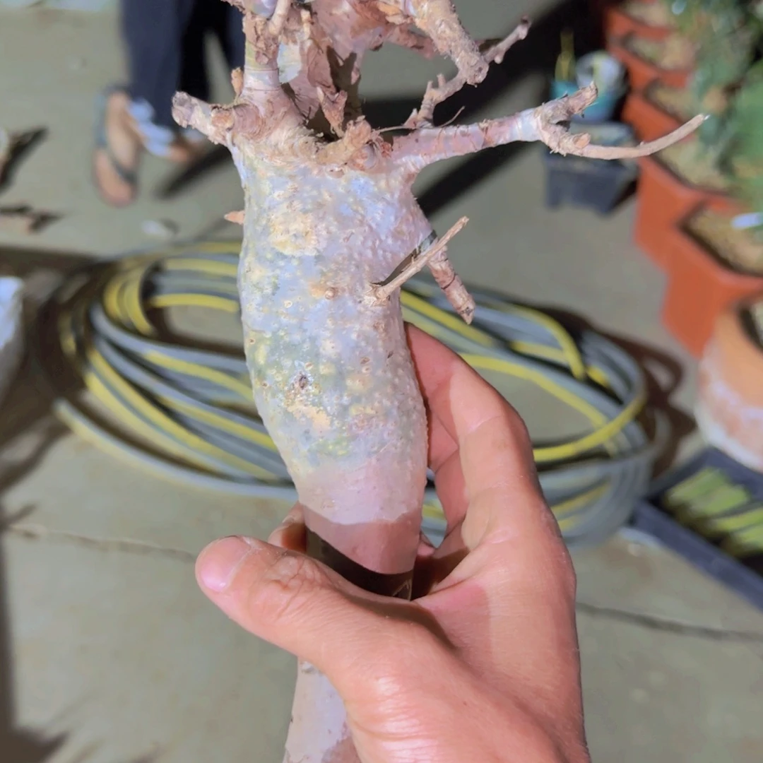 ?**鱼块根植物块根植物