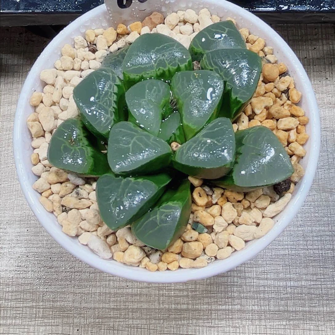 祥云克多肉植物6666