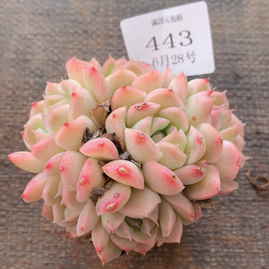 【闪购商品】云443号