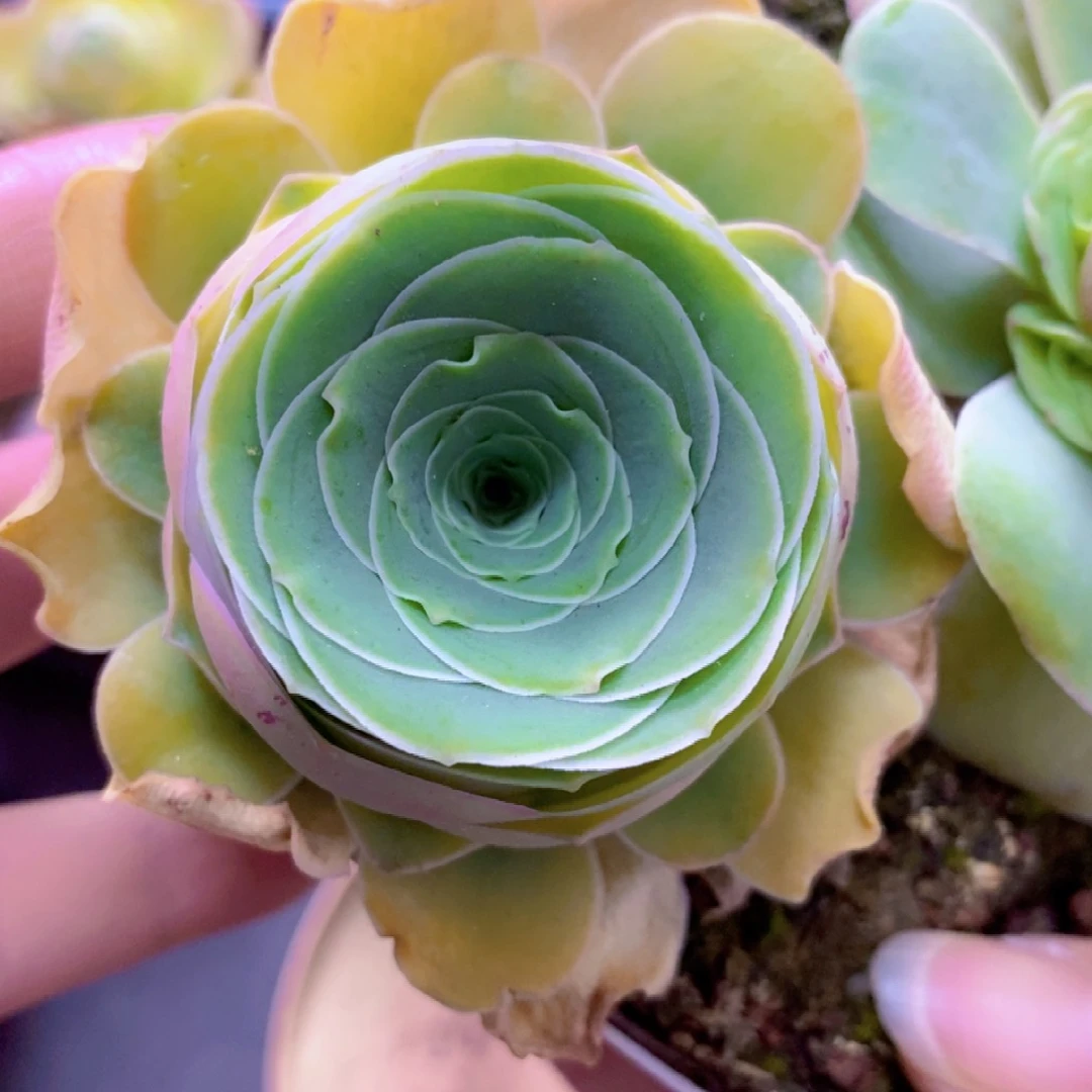 山地玫瑰下播福利一物一拍341特内大帕