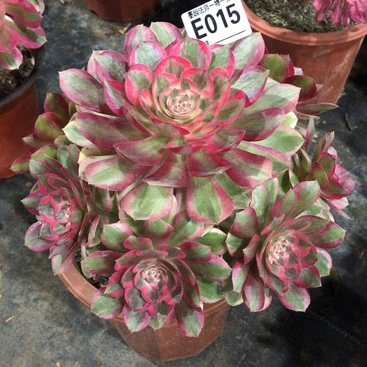 云和多肉01500000000