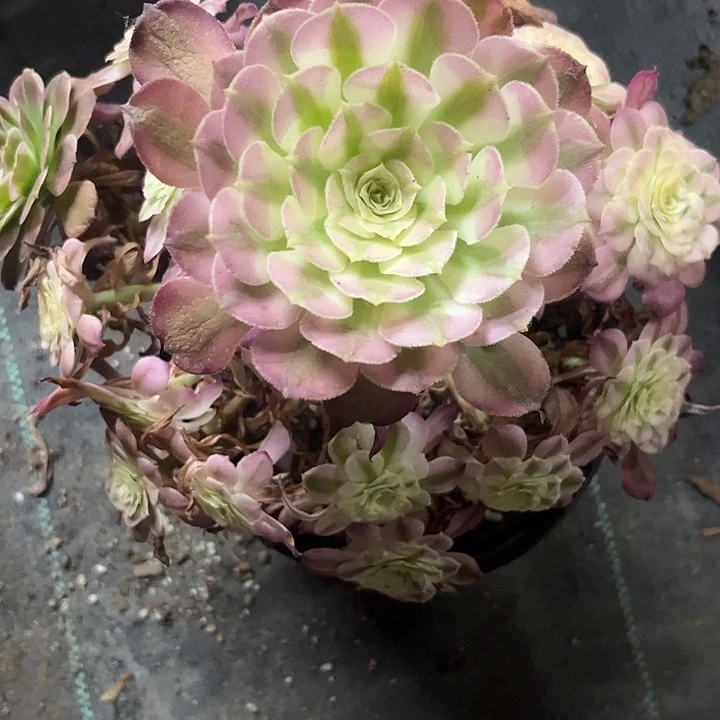 用***4多肉植物霁月锦……