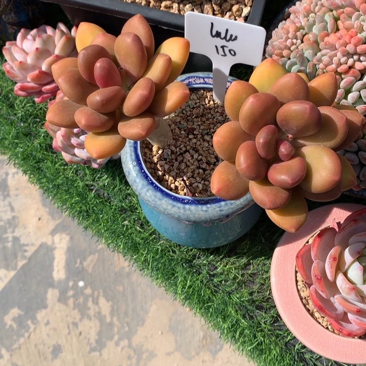 芒果奶双头粗腿好看寄养