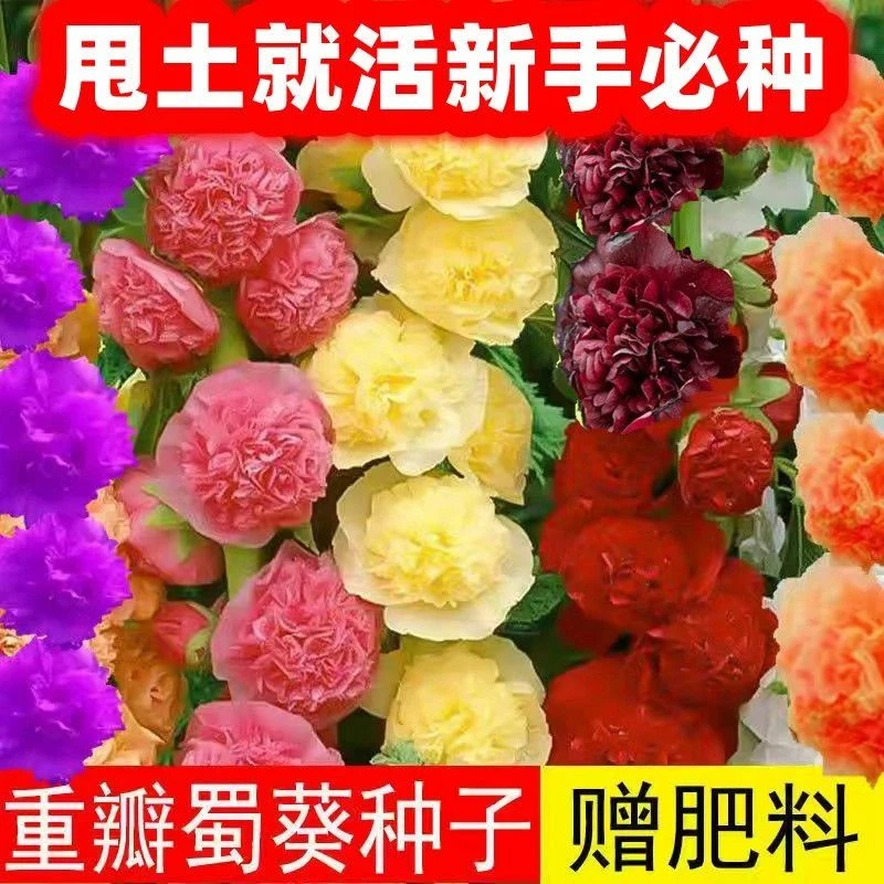 蜀葵花种一丈红重瓣蜀葵子室外庭院多年生四季易活花卉籽耐热耐寒