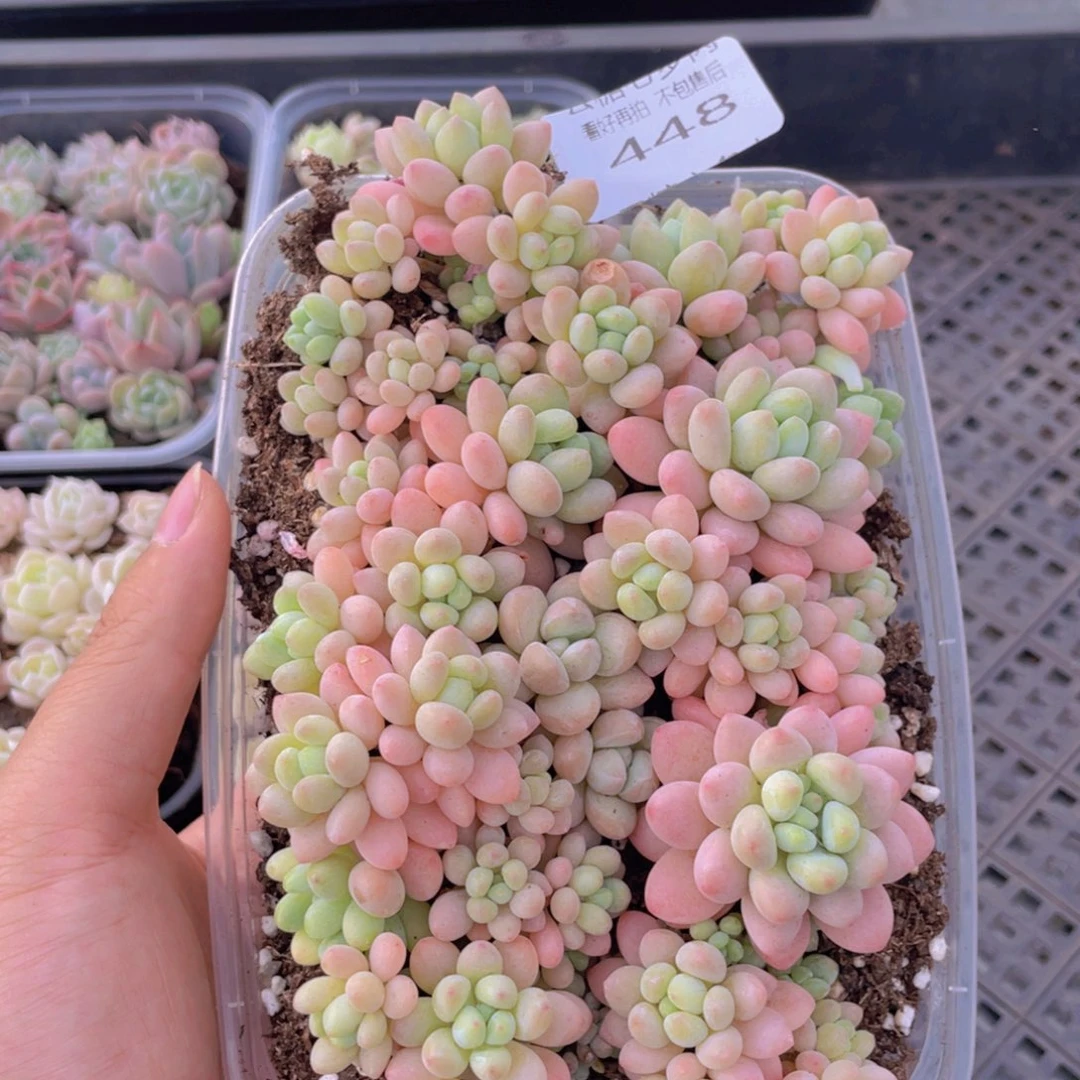 云糖心多肉植物448