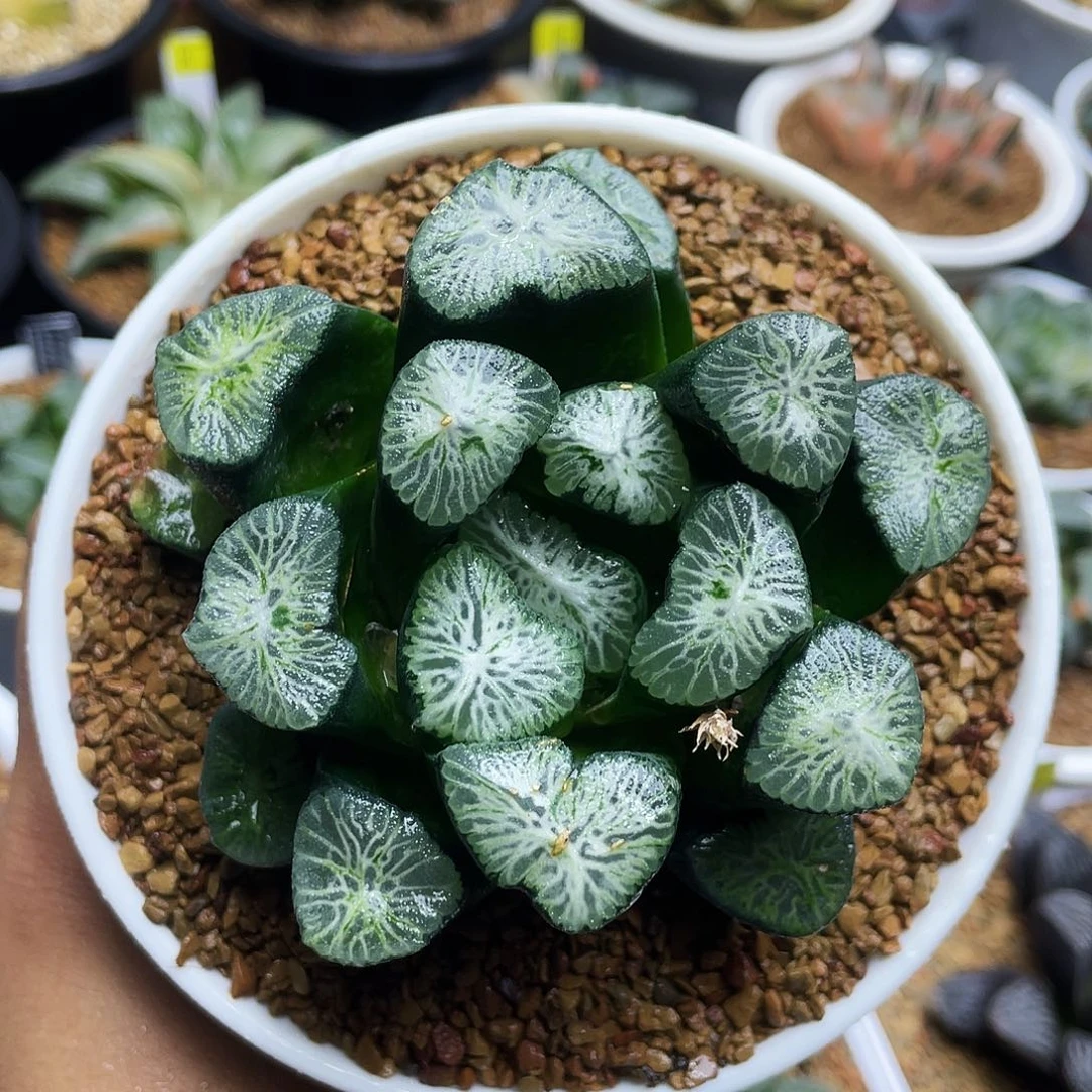 白妙万象母本十二卷