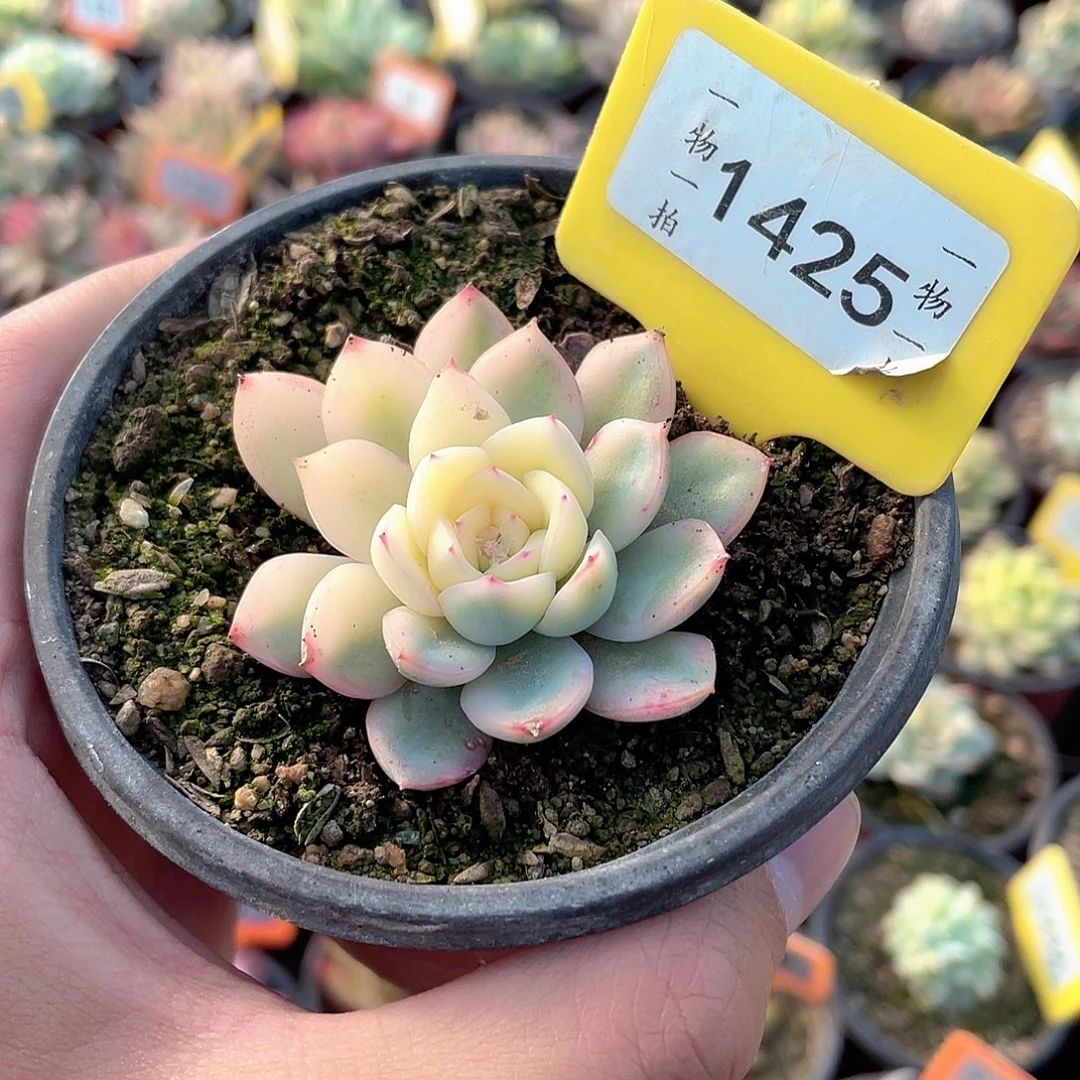 雨燕坐半复轮1425号