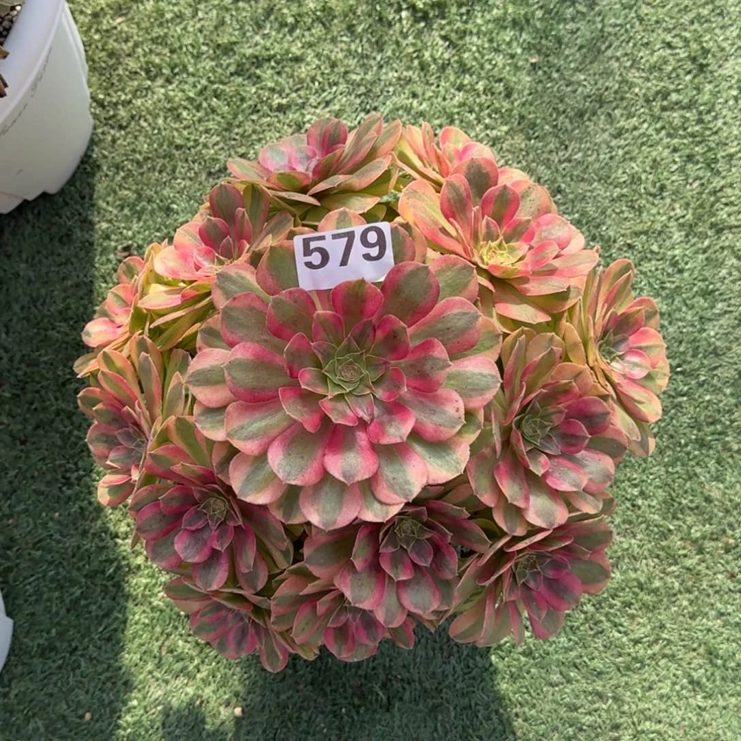 579！雨菏法师多肉植物